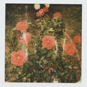 无码野荷唐乱伦
